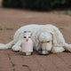 ASOBU nerezová termoska na vodu s psí miskou PINK, 975ml