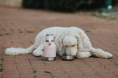 ASOBU nerezová termoska na vodu s psí miskou PINK, 975ml